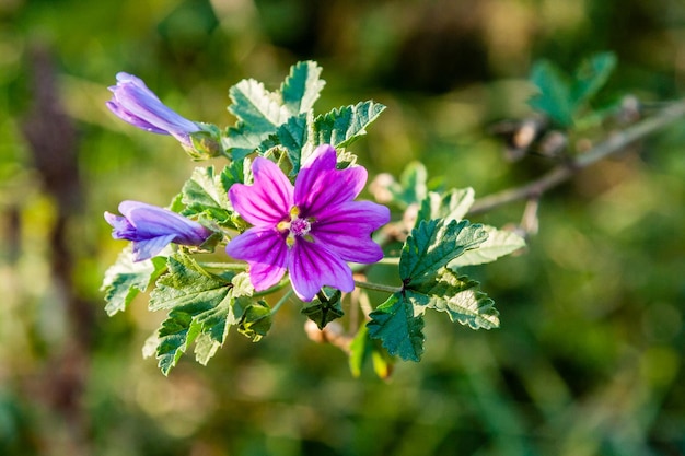 Summer field of macro flowers in closeup drops