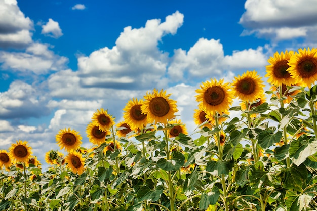 Campo estivo di girasoli in una giornata di sole