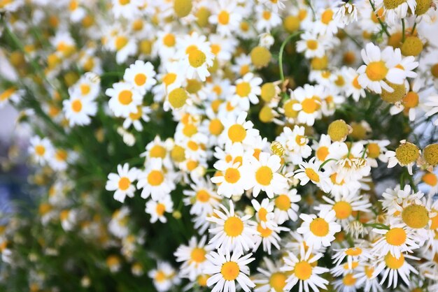 夏 ひなぎく畑 風景 季節の花