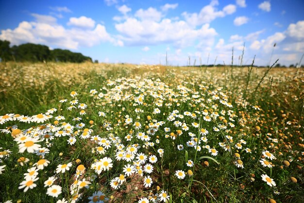 summer field of white daisies landscape seasonal flowers