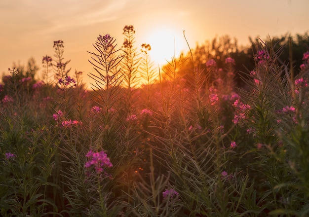 Summer Field with flowers of fireweed at sunset
