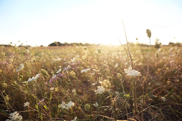 Summer field with wild flowers