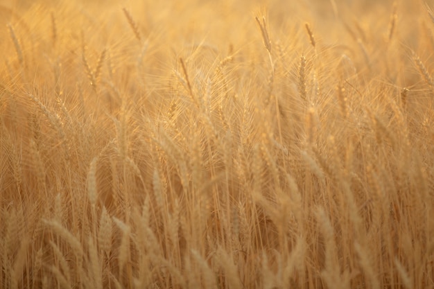 summer field with yellow ears of ripe wheat at sunset