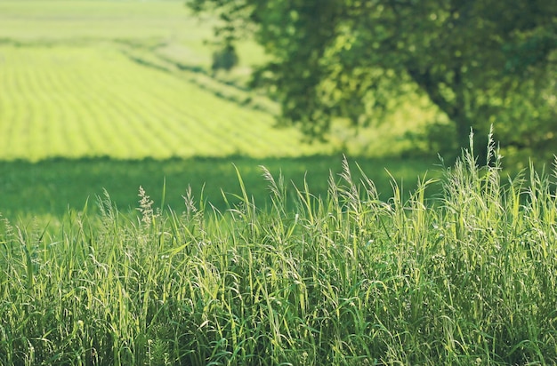 Summer fields of green