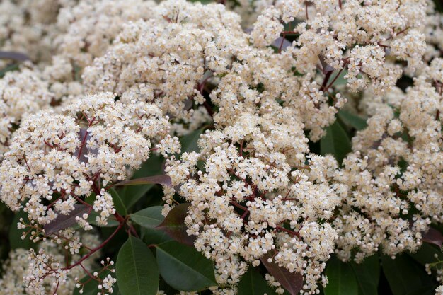 여름 꽃 배경 학명 Photinia serrulata 또는 Pyracantha coccinea