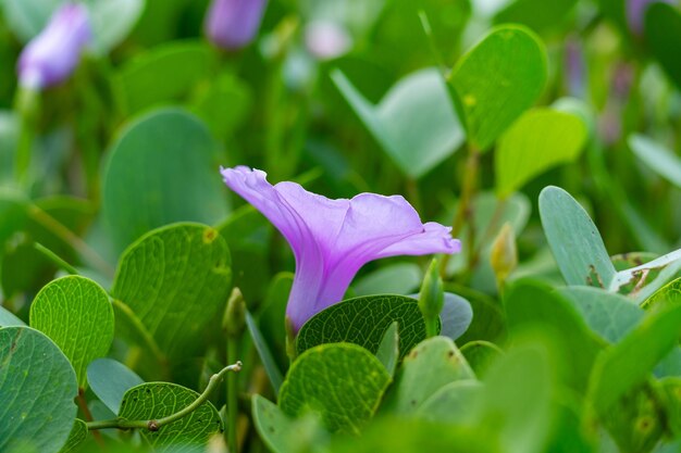 Photo summer flower background beautiful purple flower ipomoea flowers on the beach in phuket thailand