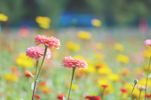 Summer flower: chrysanthemum