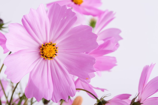 여름 꽃. 흰 벽에 섬세 한 코스모스 핑크 꽃