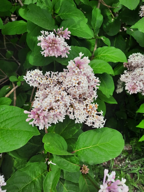 夏の花の庭の屋外