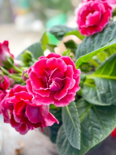 Summer flower leaves