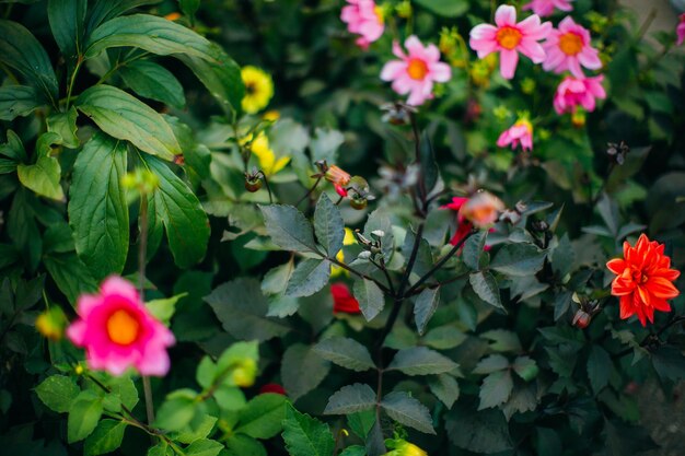 写真 夏の花