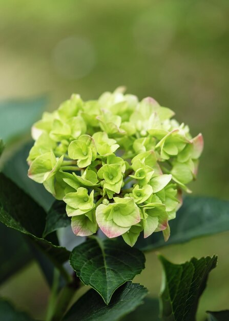 ぼかしの背景にあるコテージガーデンの夏の開花緑のアジサイの花