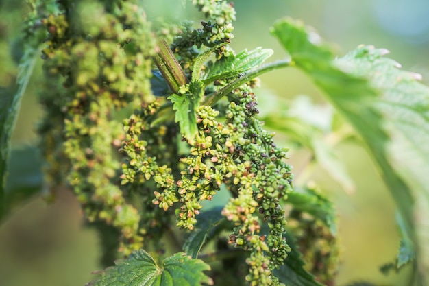 薬用植物の夏の開花。巨大なイラクサブッシュ