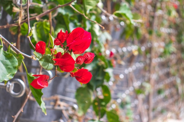 Summer flowers bougainvillea on the brick wall