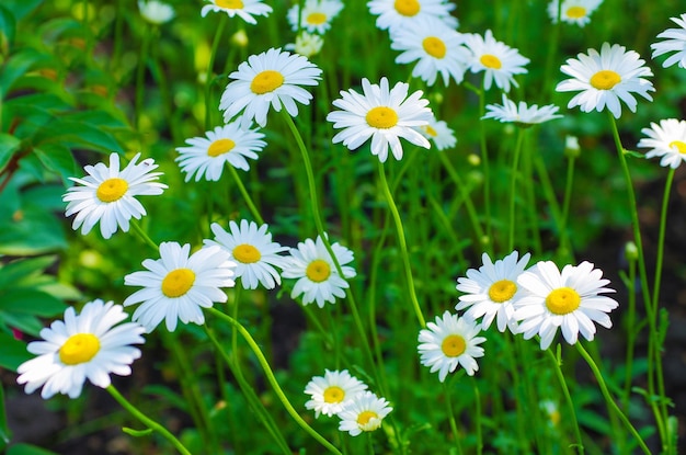 Summer flowers camomile blossoms on meadow