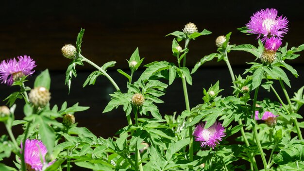 Summer flowers close-up