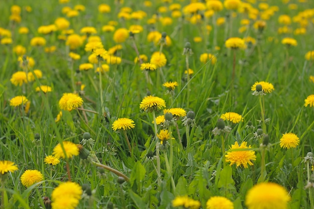 Summer flowers dandelions.