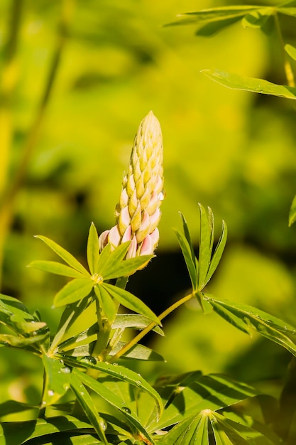 Summer flowers in a filed on a sunny day