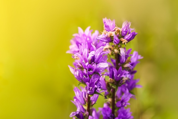 Summer flowers in a filed on a sunny day