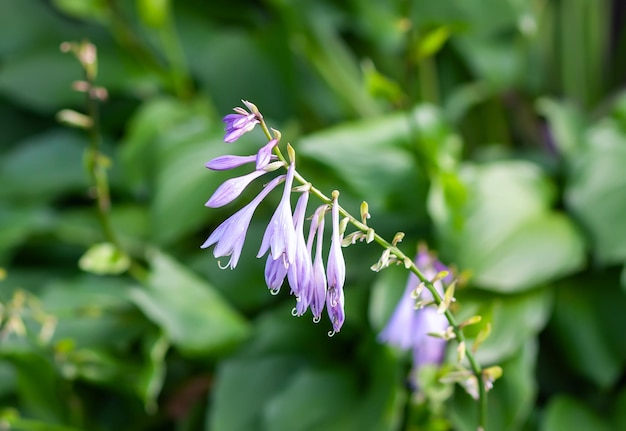 Summer flowers in a filed on a sunny day