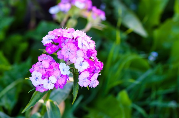 Summer flowers in a filed on a sunny day