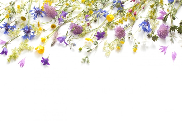 白い背景で隔離の夏の花