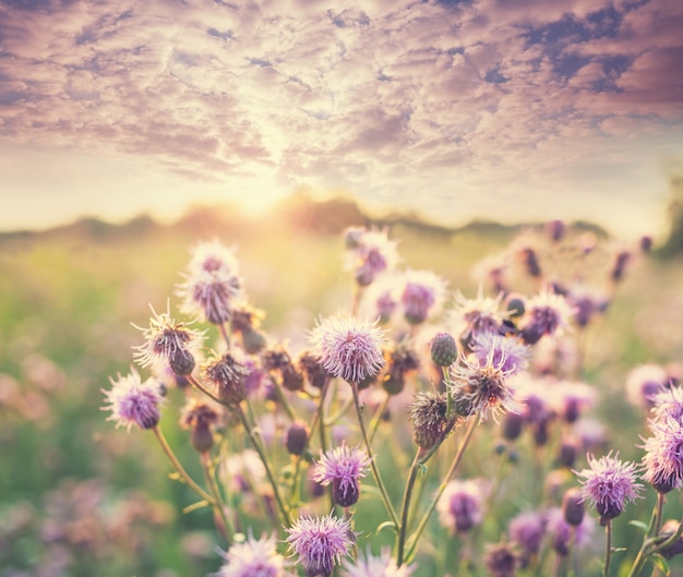 牧草地の夏の花