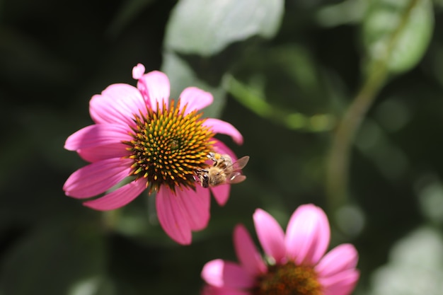 晴れた日の夏の花花のクローズアップハチピンクの花びらとオレンジ色の中心