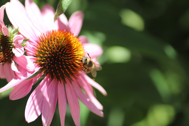 晴れた日の夏の花花のクローズアップハチピンクの花びらとオレンジ色の中心