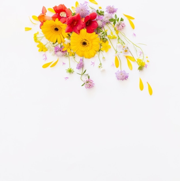 Photo summer flowers on white background