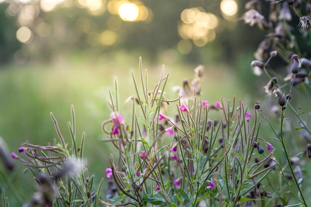 野生の夏の花植物学夏の植物