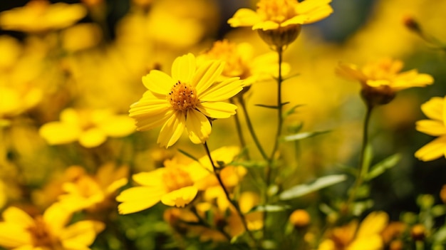 Summer flowers in yellow