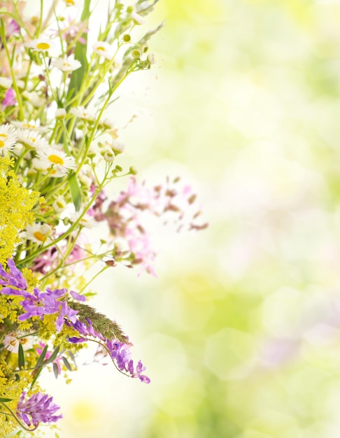 Summer flowers