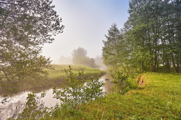 Foto estate nebbiosa mattina calma scena rurale creek nel bosco nebbioso alberi di ontano sul lungofiume