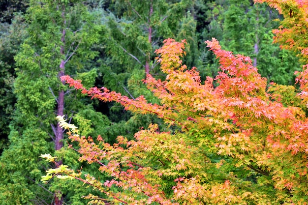 Summer foliage of Japanese maple Acer palmatum a tree native to Japan and South Korea