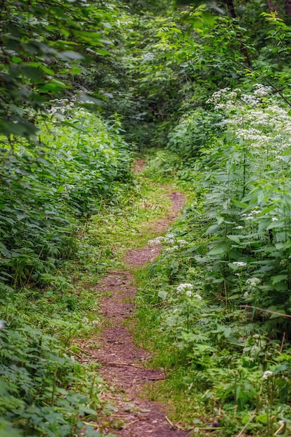 Summer footpath in green trees nature scene in park