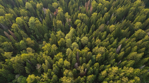 Photo summer in forest aerial top view mixed forest green deciduous trees