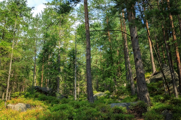 Summer forest in the Carpathians on a mountain slope