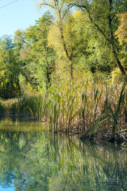 Summer forest lake water landscape