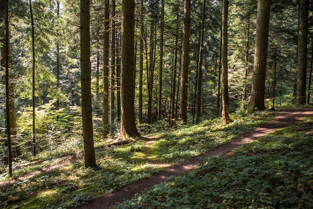 Paesaggio forestale estivo con tempo soleggiato - alberi e sentiero stretto illuminato da una morbida luce solare.