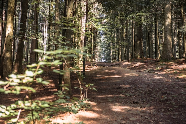 Summer forest landscape in sunny weather - trees and narrow path lit by soft sunlight.