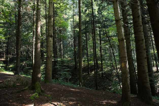 Summer forest landscape in sunny weather - trees and narrow path lit by soft sunlight.