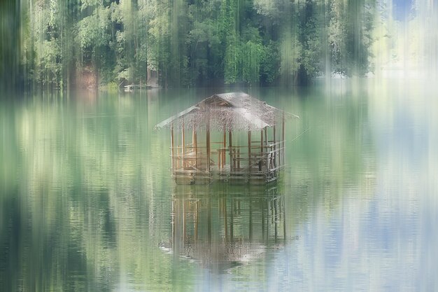 写真 夏の森の風景