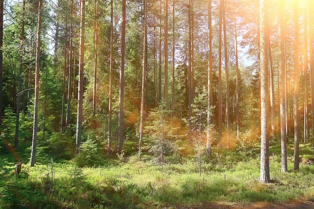 summer forest landscape