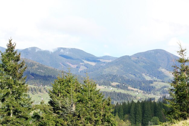 Summer forest on mountain slopes