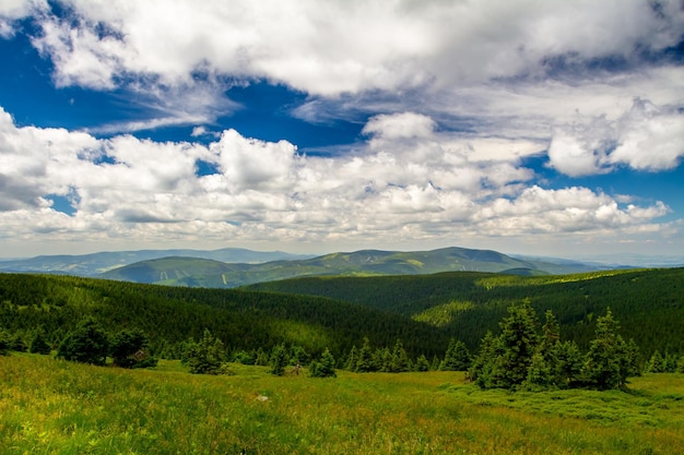 Summer forest in mountains