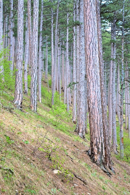 Summer forest of pine trees on hill