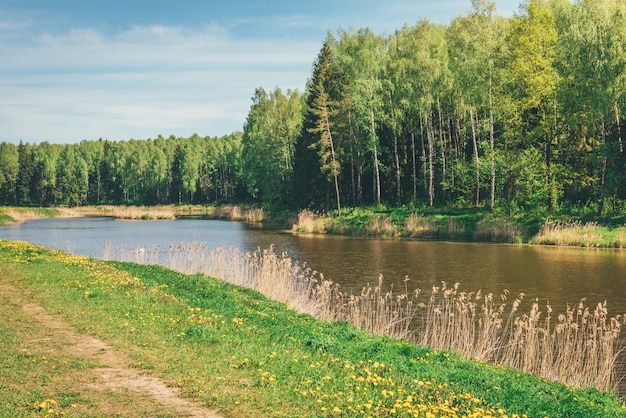 Летний лес и река под голубым небом. Речной пейзаж в Беларуси.