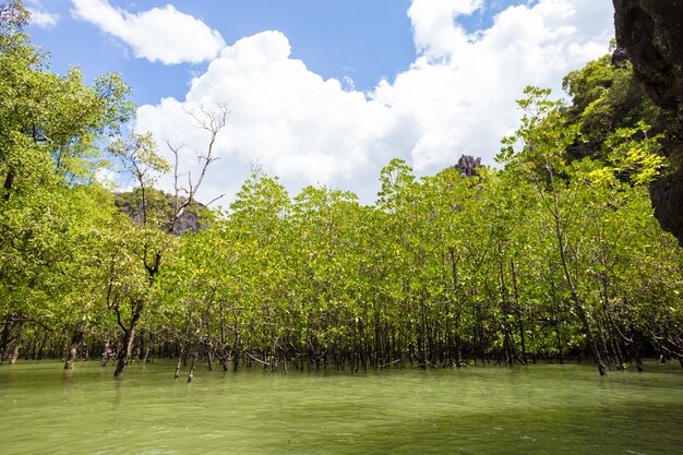 Summer forest river range landscape.