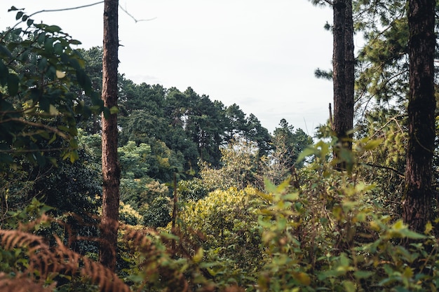 La foresta estiva e la strada nella foresta, muschio sull'albero